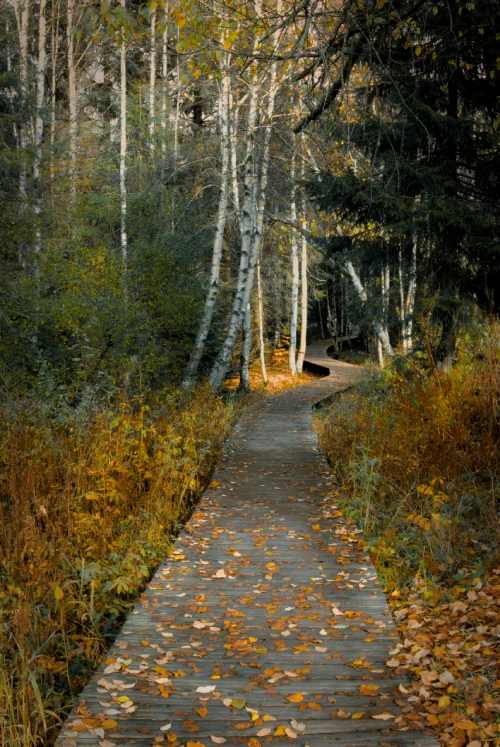 eliott guiliani, chemin, fôret, montagne, alsace, randonnée thérapeutique, balade, psychopraticien, eguiliani thérapies, thérapeute, geispolsheim